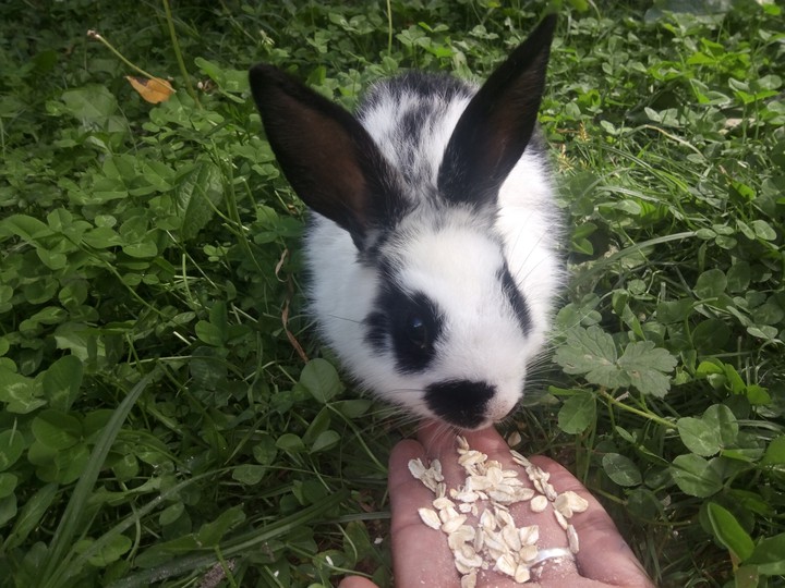 inmortal rabbit