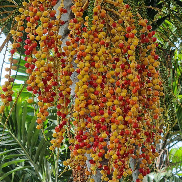 Formosa palm fruit