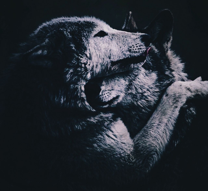 wolves
