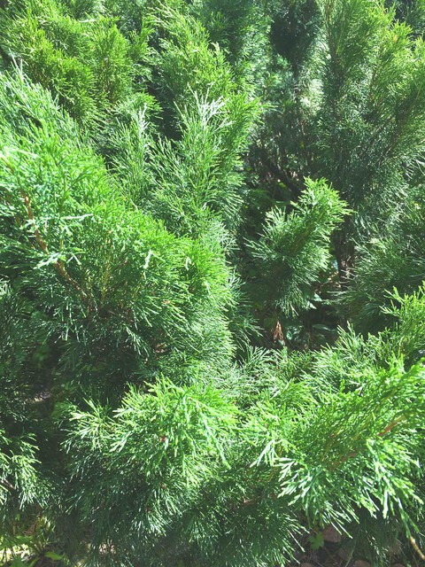 nature