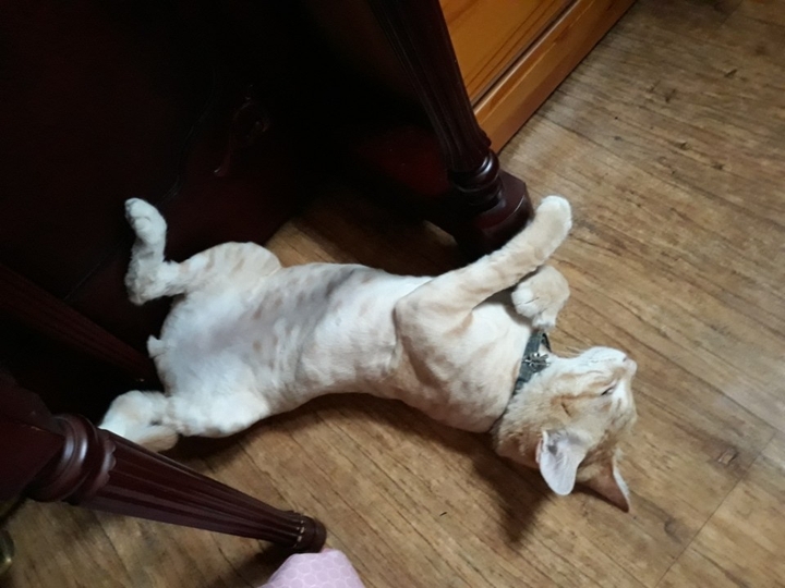 너무 더워서 피아노 다리잡고 살려달라고 사정하는거 같음 ㅎㅎㅎ