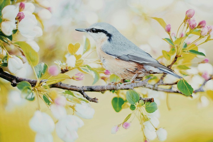 brid