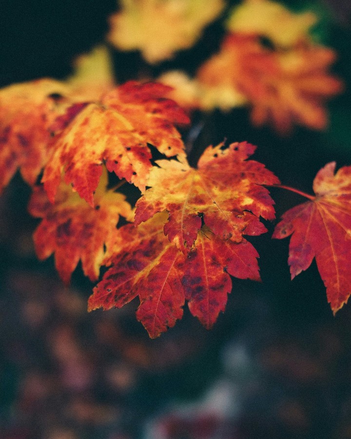 Autumn now)))