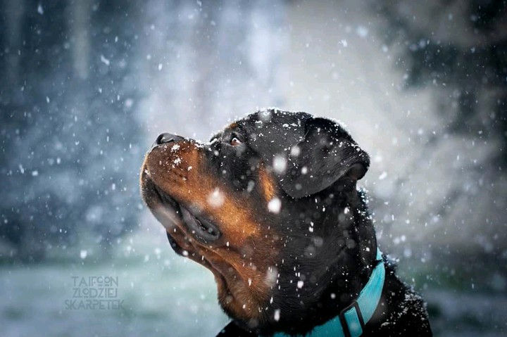 Taifoon the Rottweiler