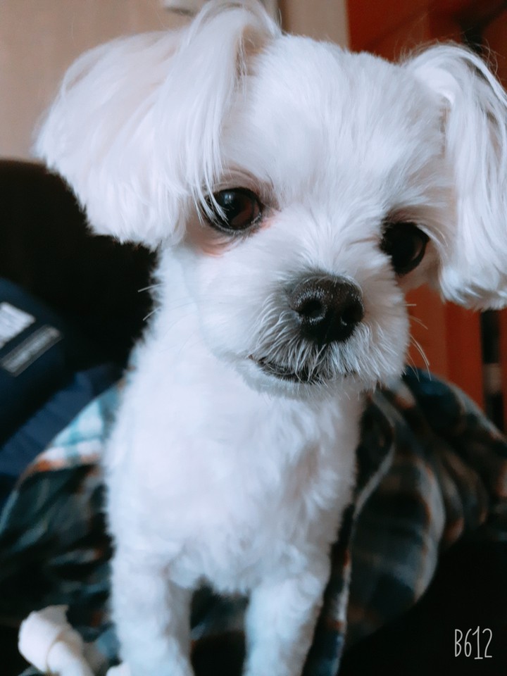 강아지