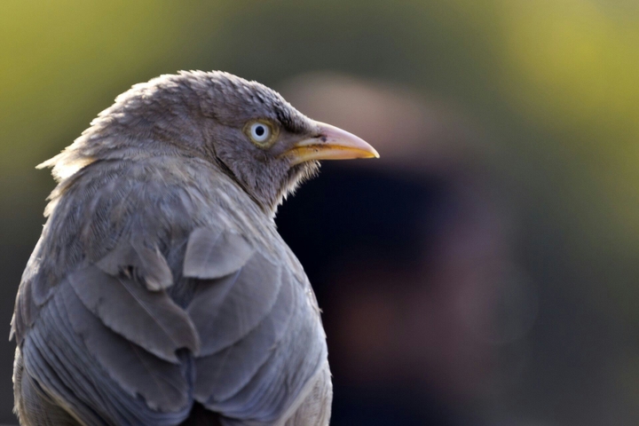 Bird, Oiseau