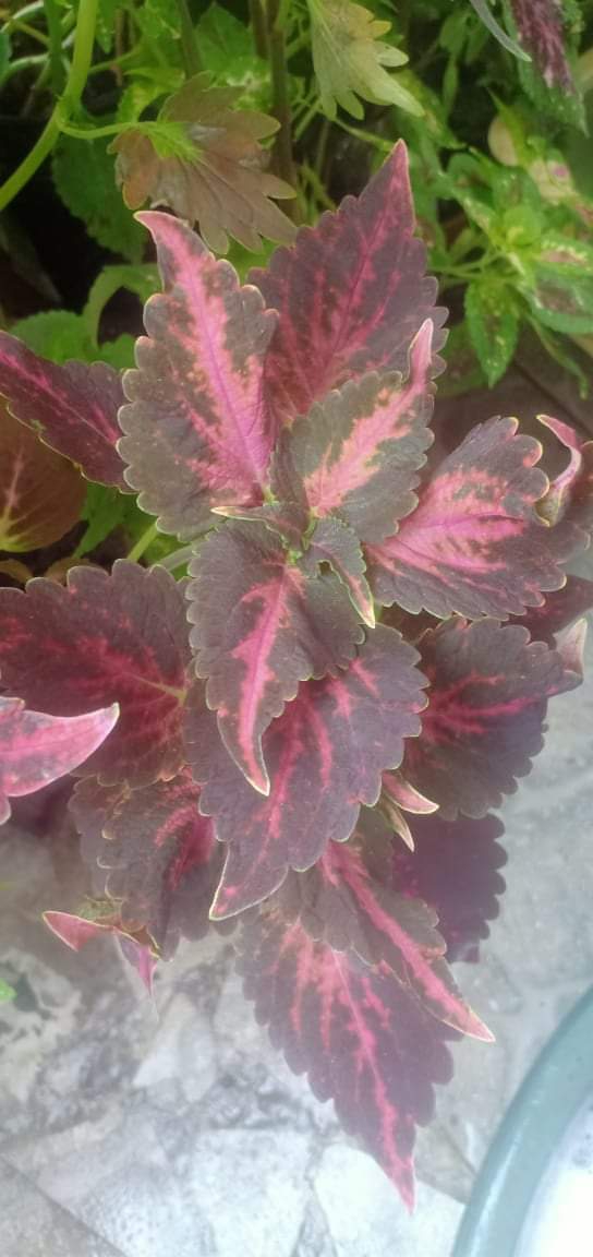 coleus