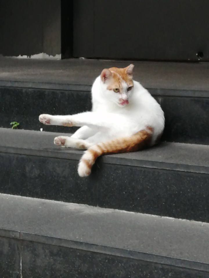 cat