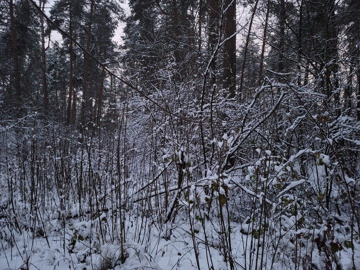 winter in november