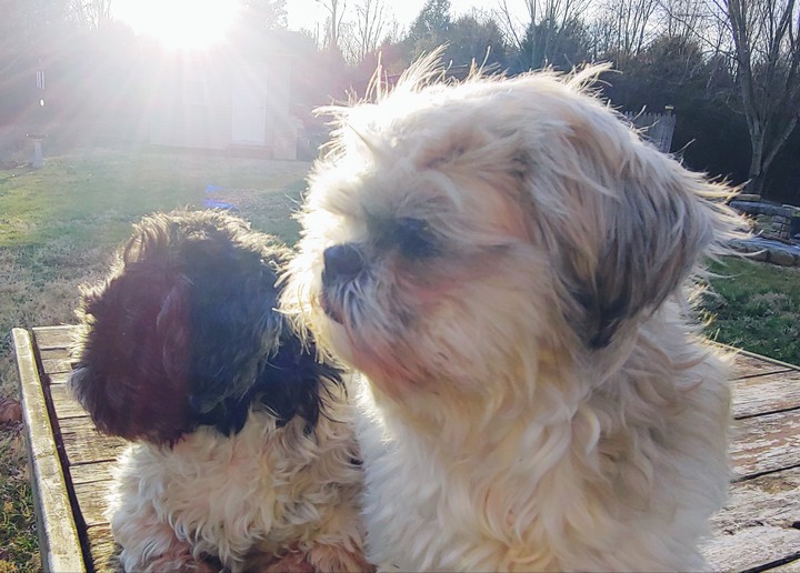 my babies
