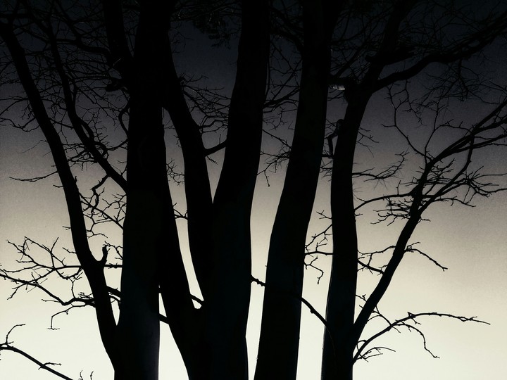 Black tree