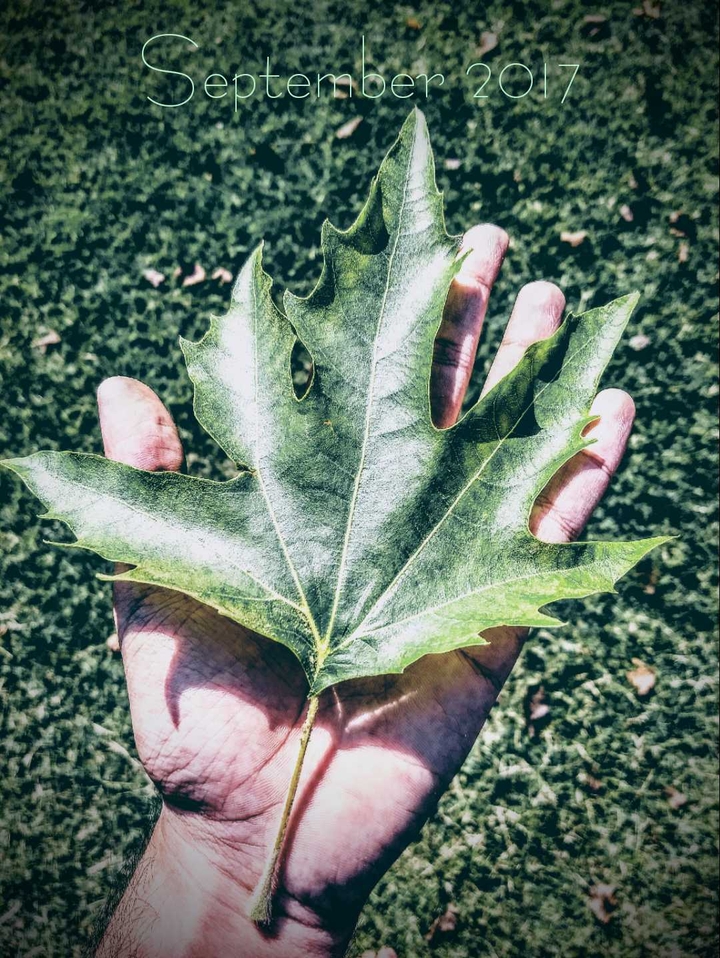 A Maple leaf