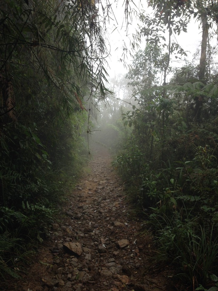 Envigado Forest