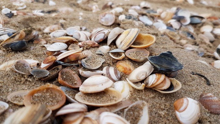 Shells