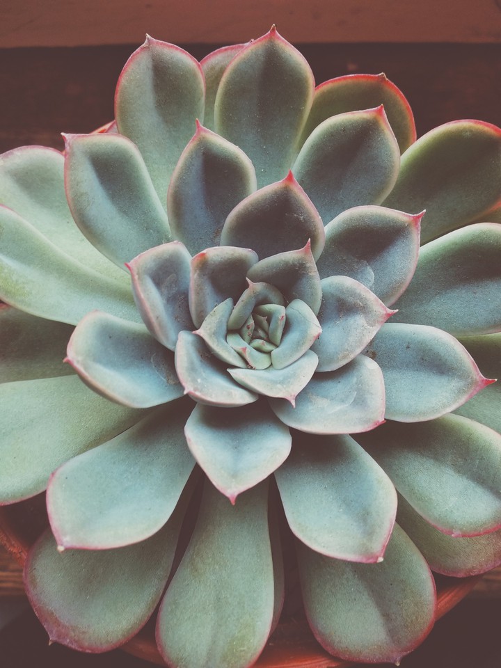 echeveria