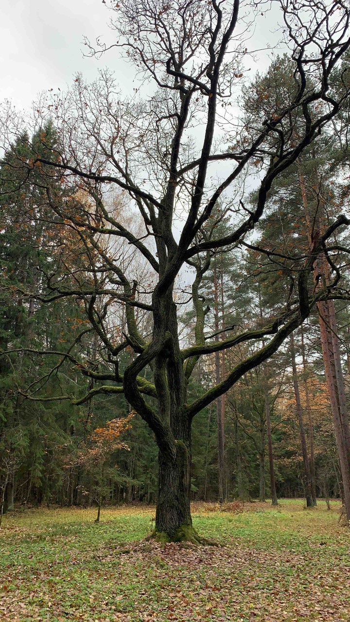 forest