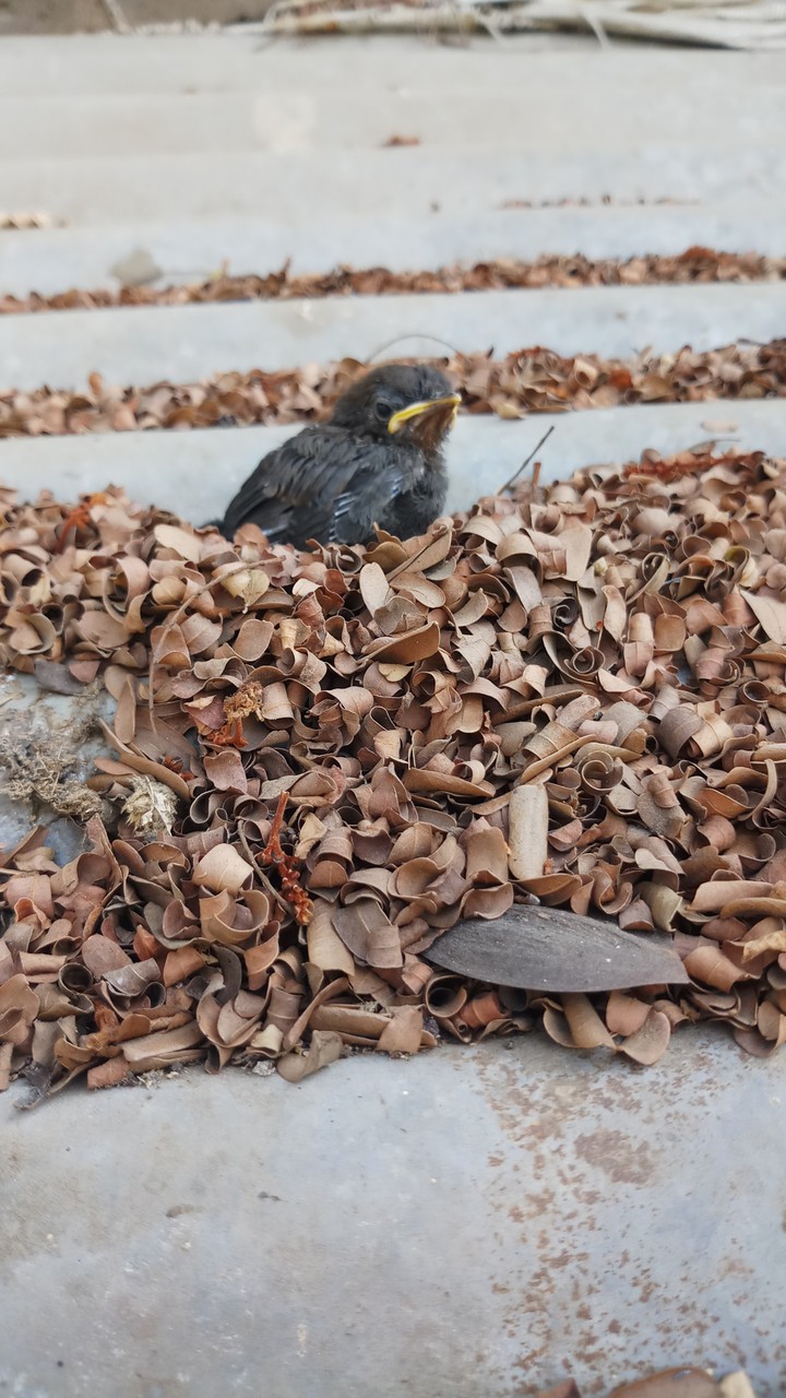 Baby  Bird