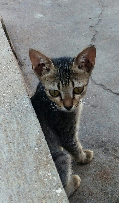 hình nền fauna, kitten