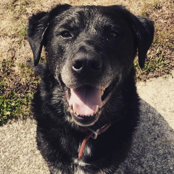 Good Boy