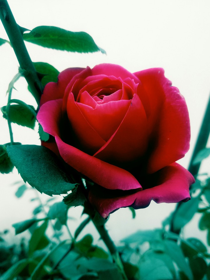 rose