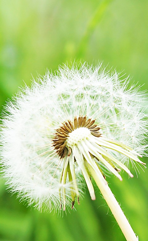 Dandelion, green wallpapers