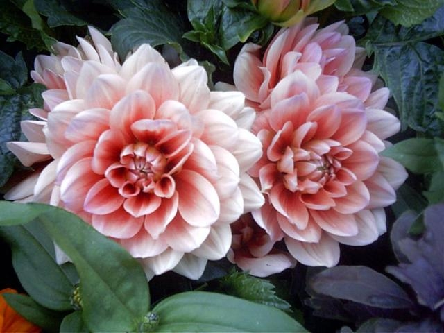 my home flower....  katihar