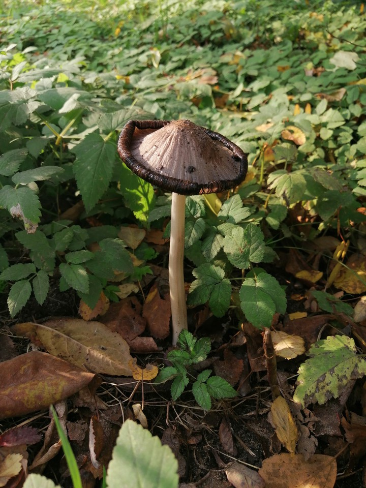 nature is the most important