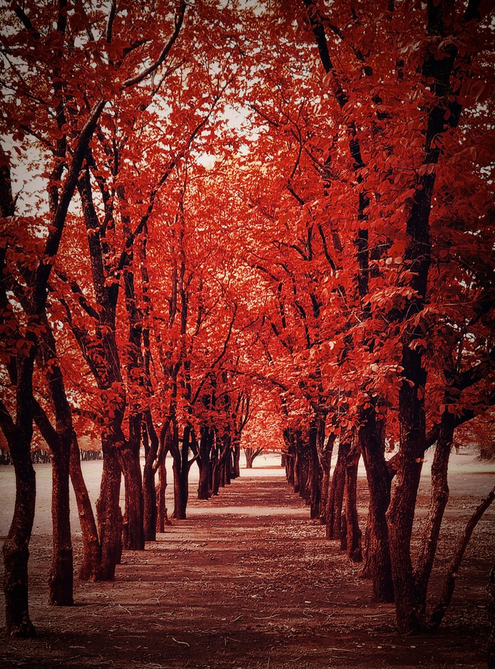 red leaves