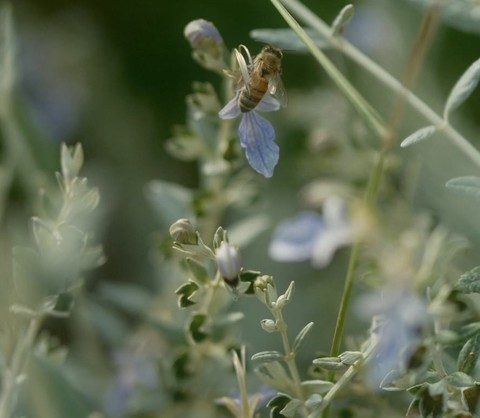 insect, pollinator wallpapers