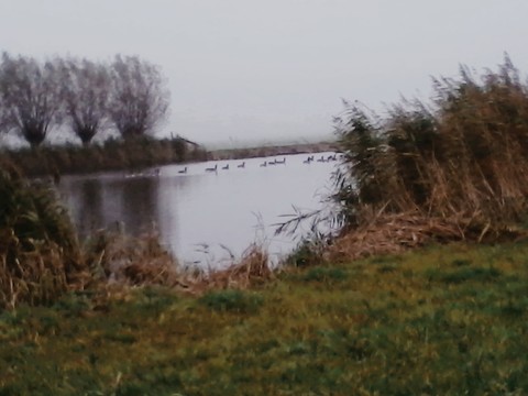 famille canard