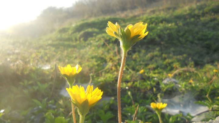 flower yash