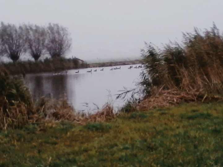 famille canard