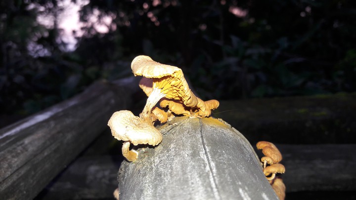 Agaricus Bisporus