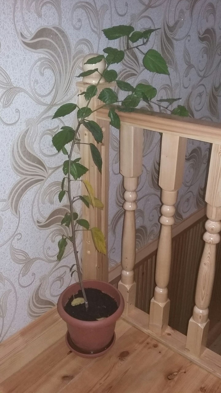 pot