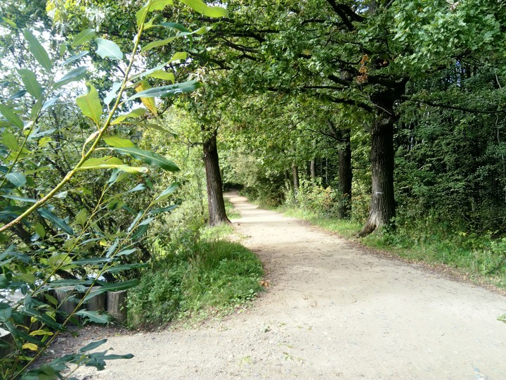 forest