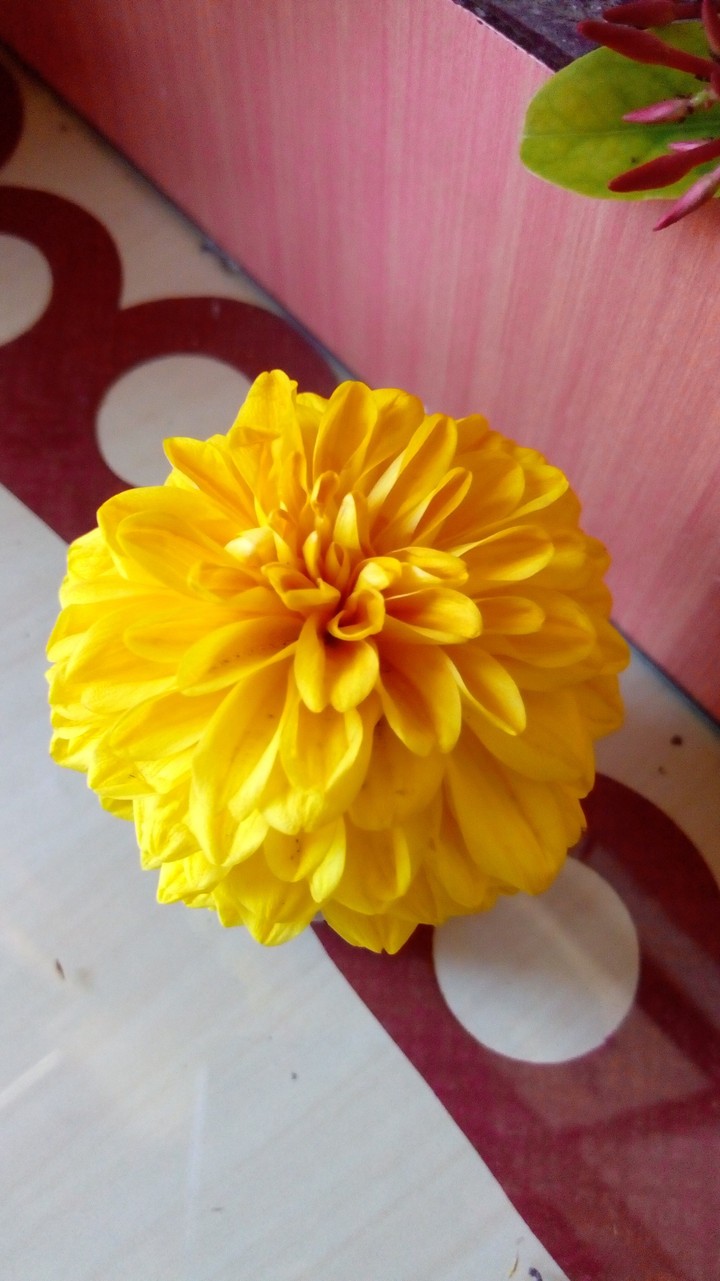 yellow dahlia