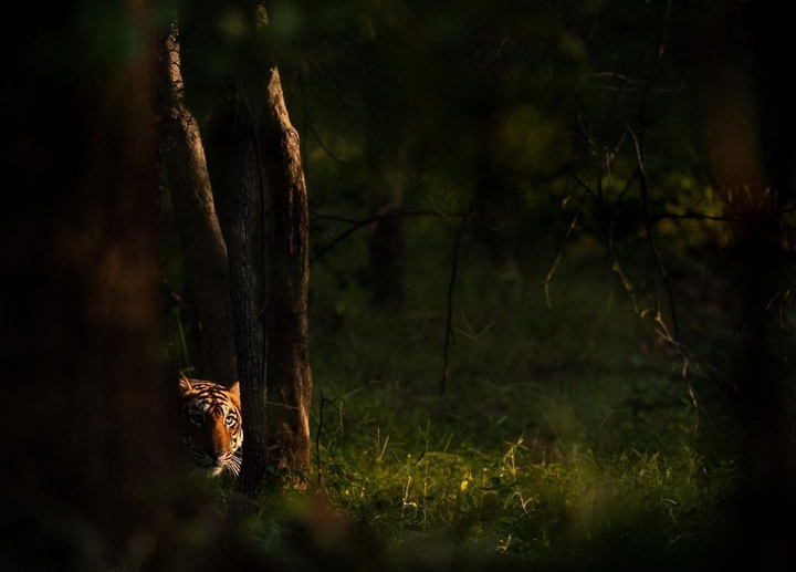 tiger