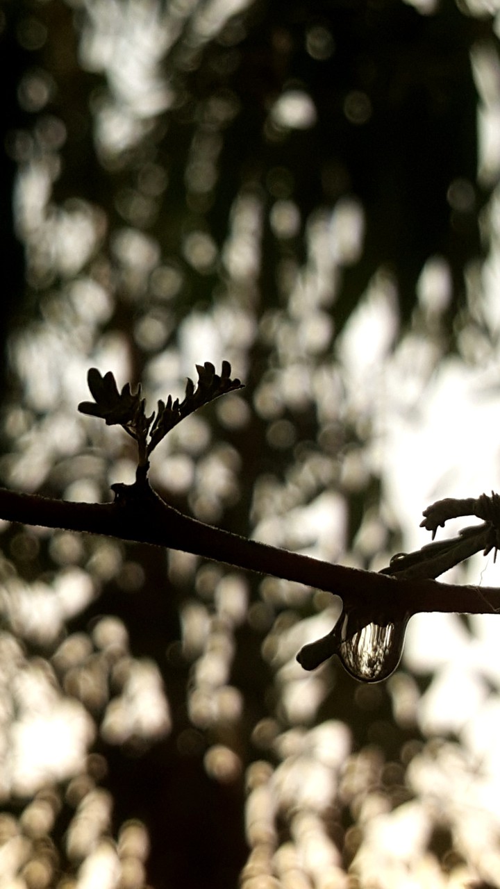 Bokeh