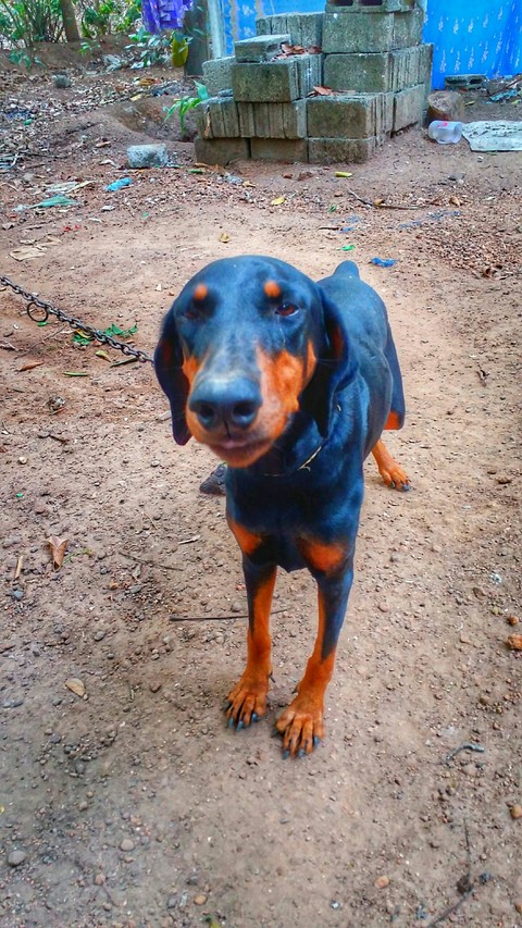my dog