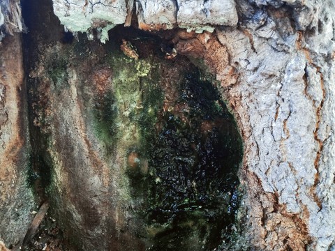 wood