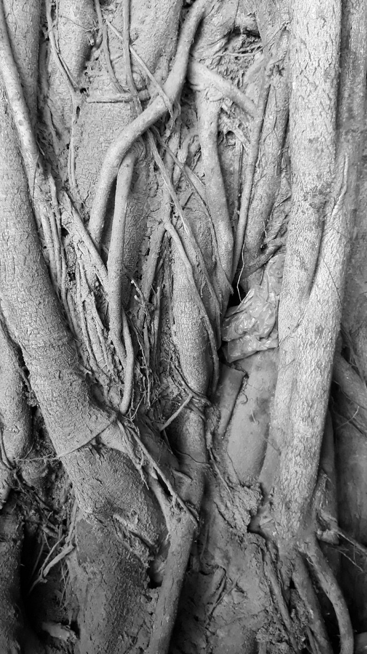roots