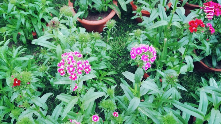 pink flowers