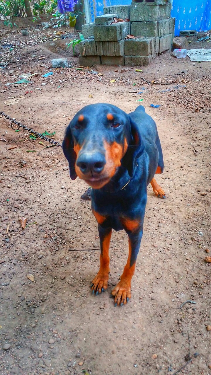 my dog