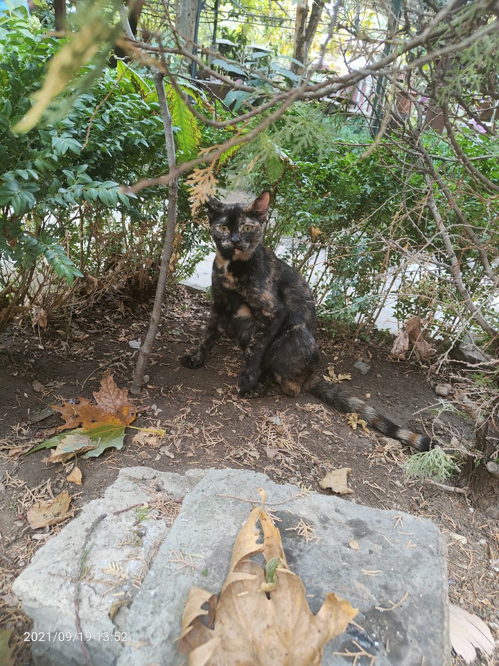 kedi