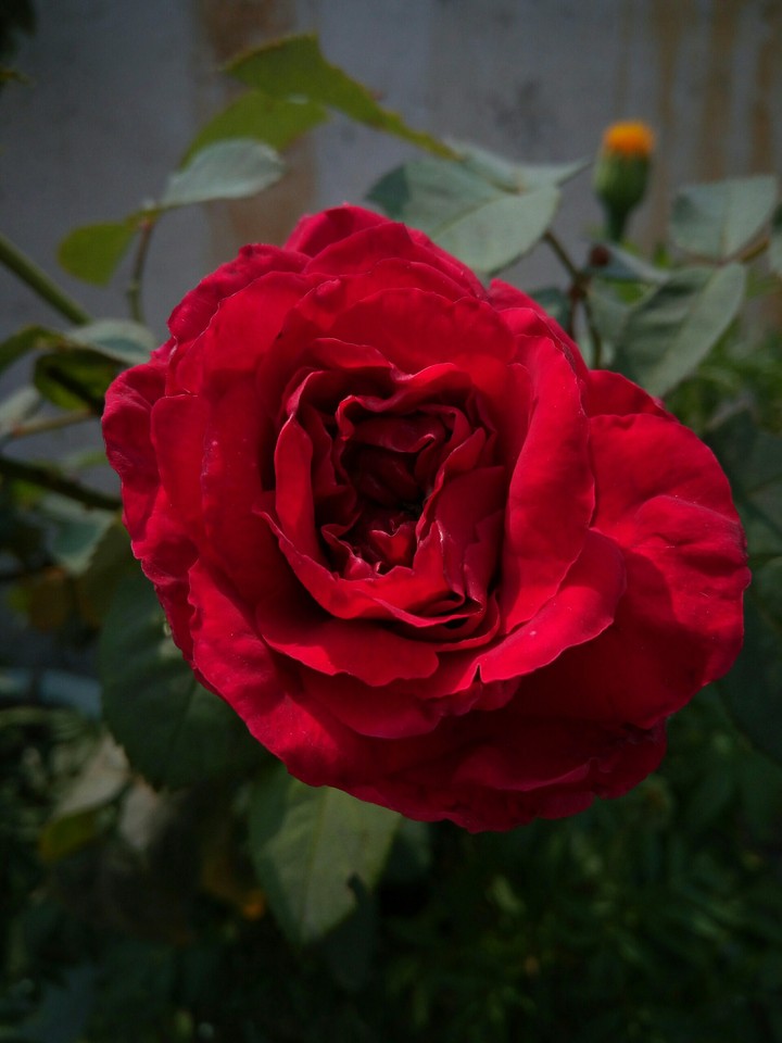 red rose