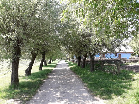 Path
