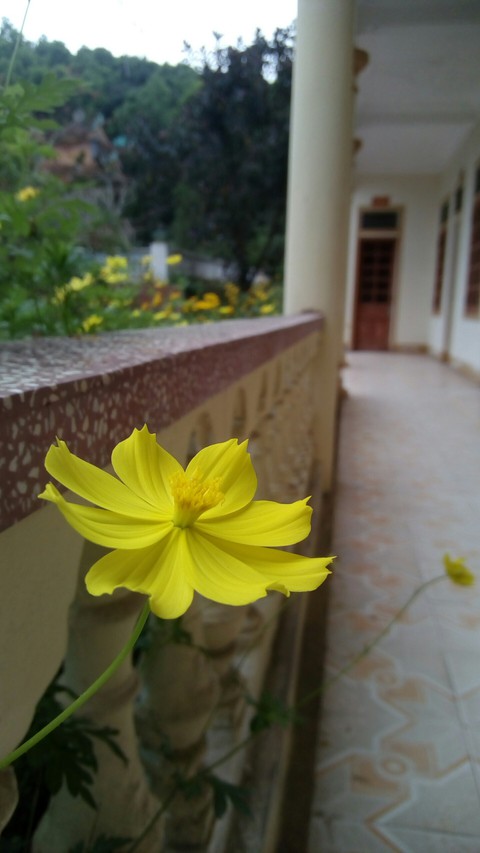 Cosmos
