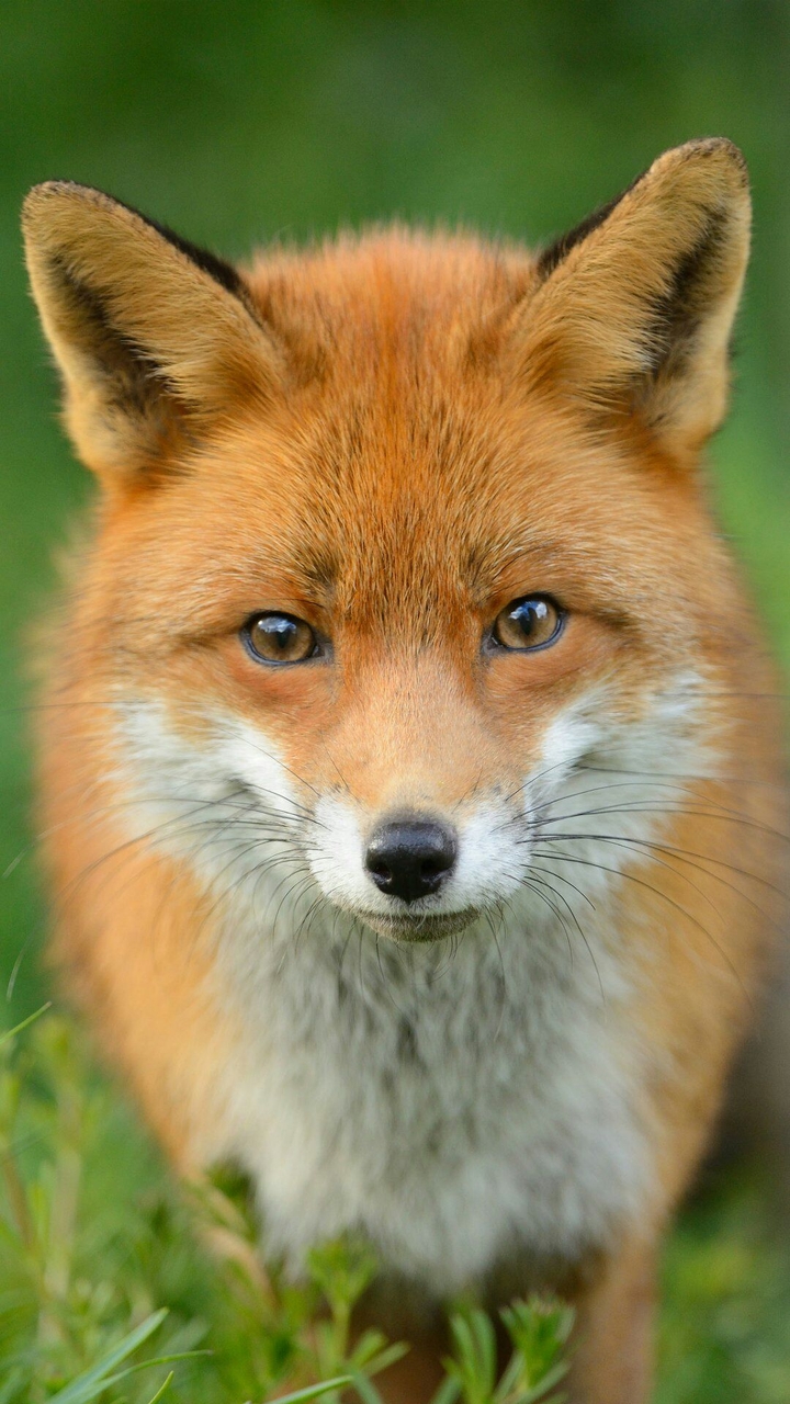 Fox