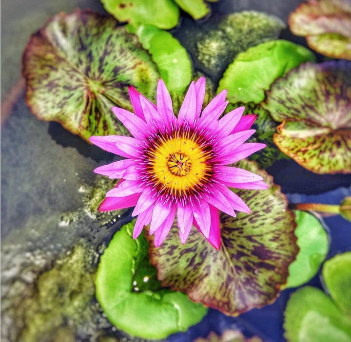 lotus