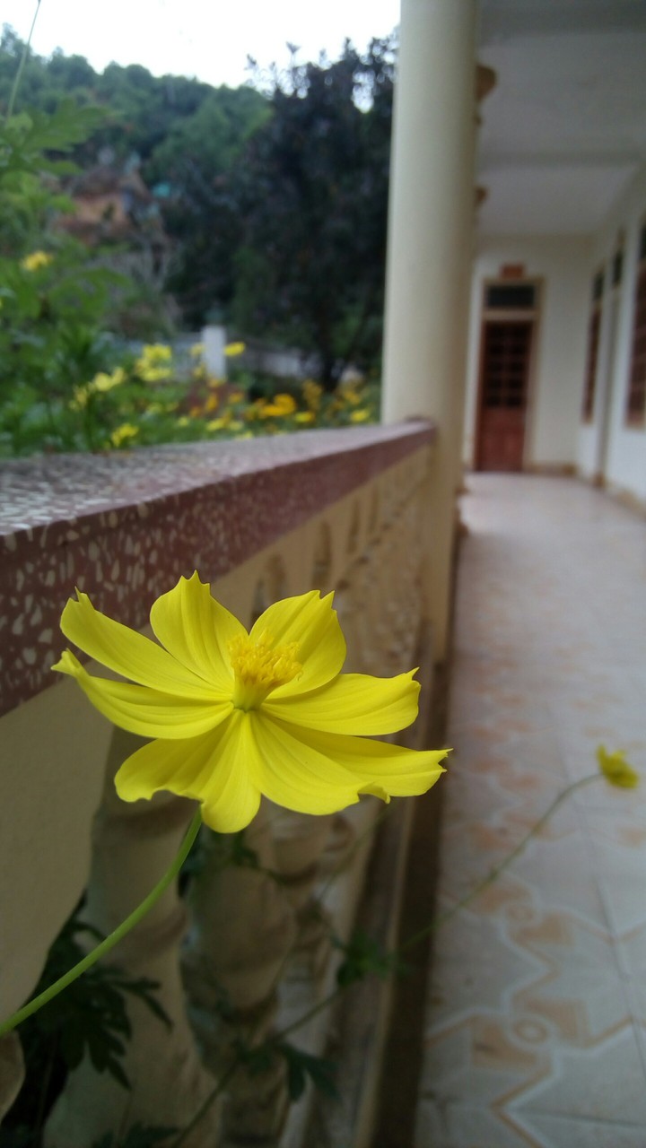 Cosmos